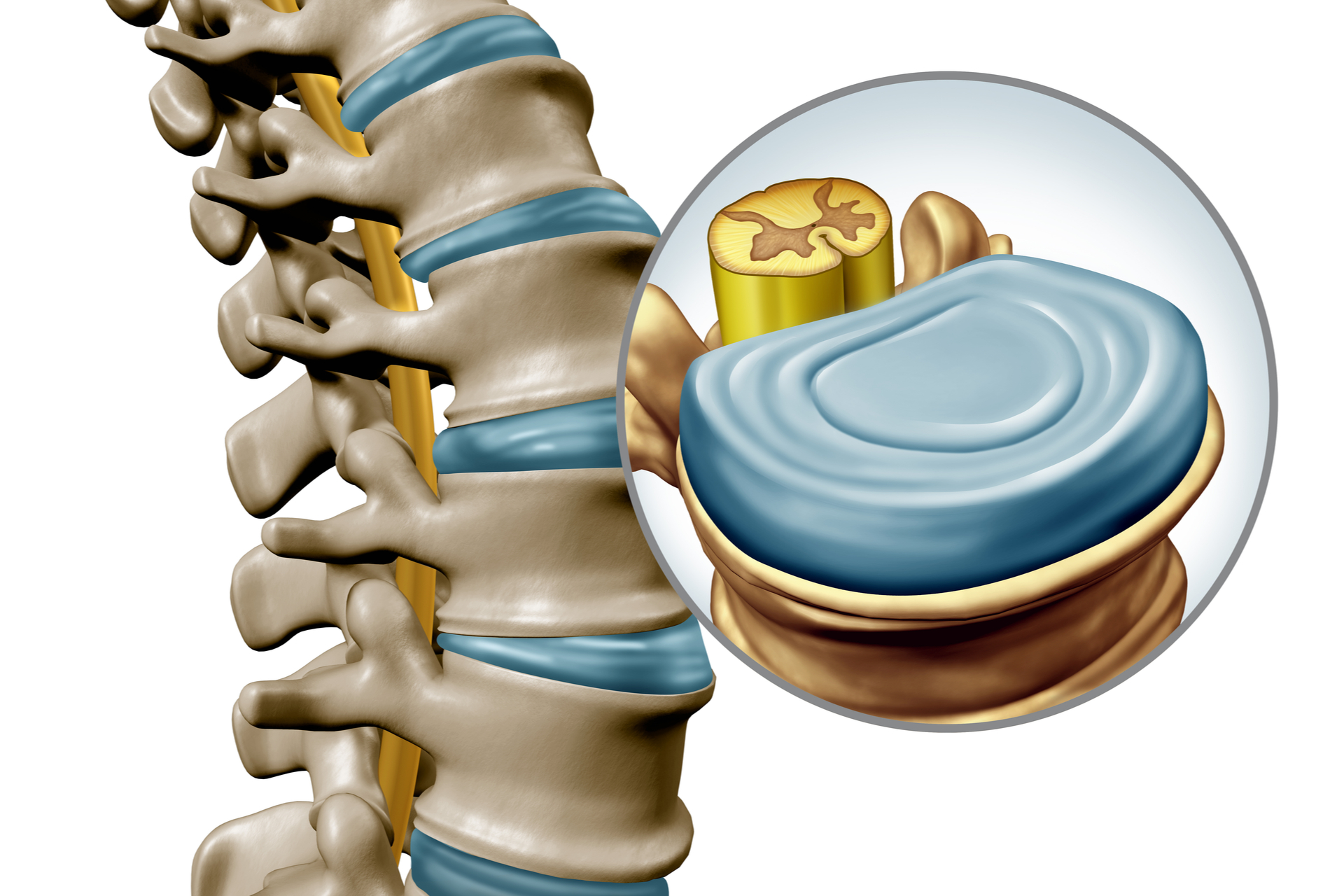 human back skeleton as a vertebral magnification